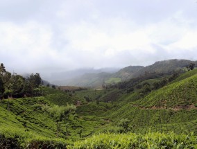 广西有机茶叶，绿色生态的瑰宝